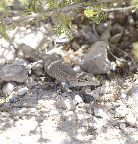 Cnemidophorus exsanguis