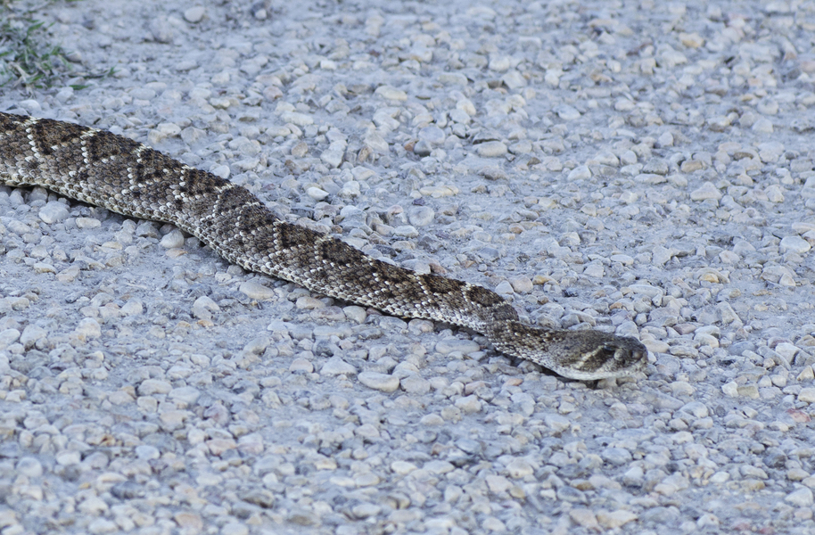 Crotalus atrox