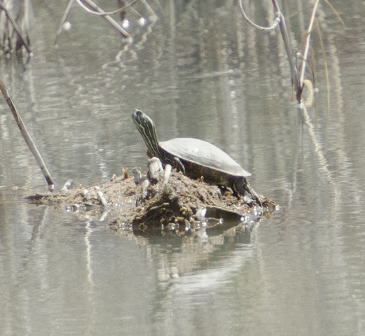 Photo of Pseudemys gorzugi