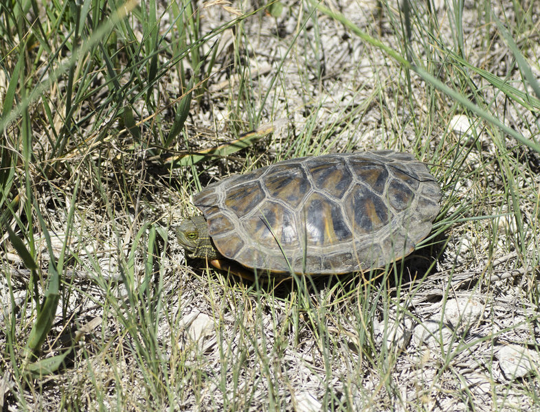 Trachemys scripta