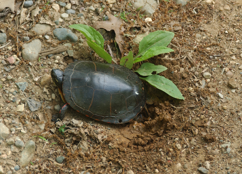 Eumetazoa