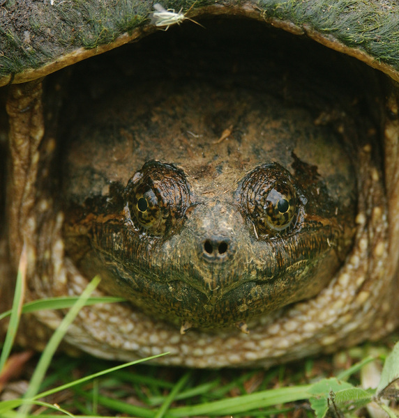 Chelydra serpentina