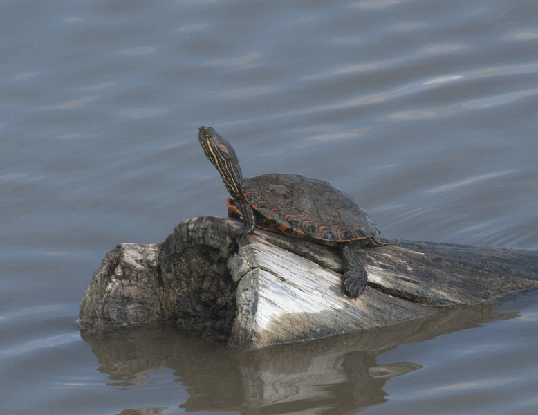 Trachemys