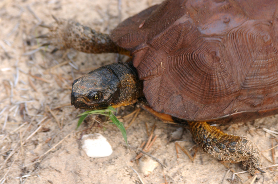 Glyptemys insculpta