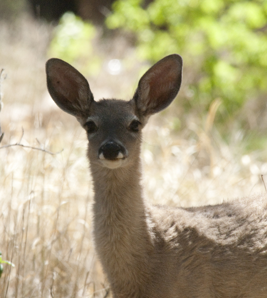 Artiodactyla