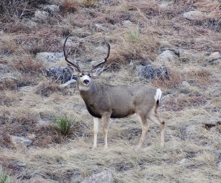 Artiodactyla