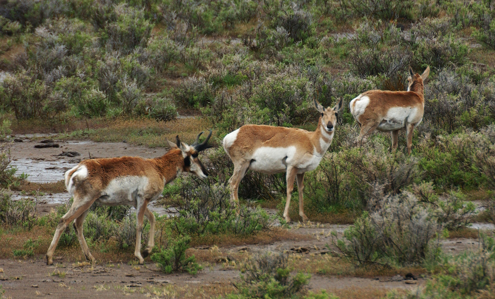 Antilocapra americana