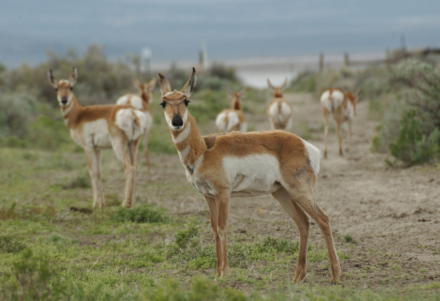 Cetartiodactyla