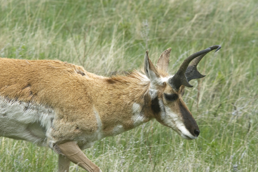 Eumetazoa