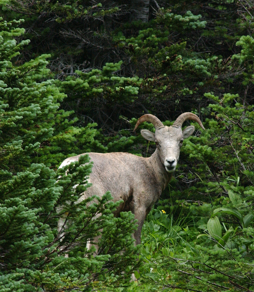 bighorn2281