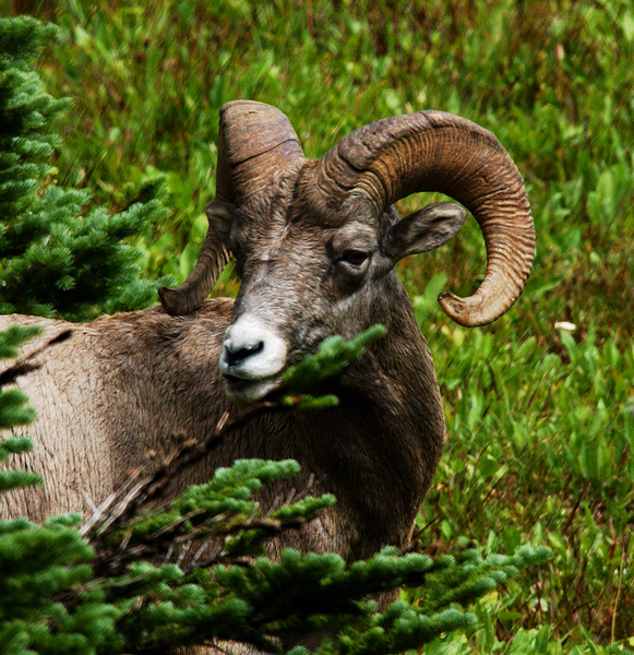 Ovis canadensis