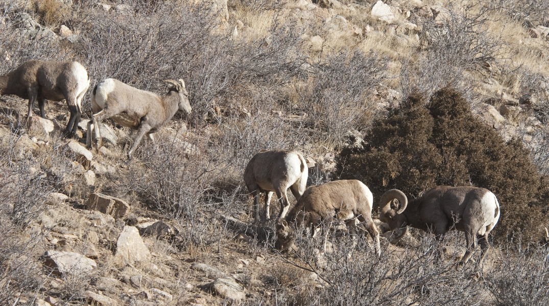 bighorns5906