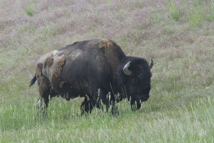 Photo of Bison bison