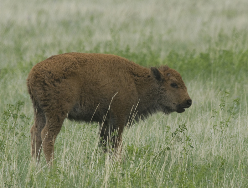 Bison bison