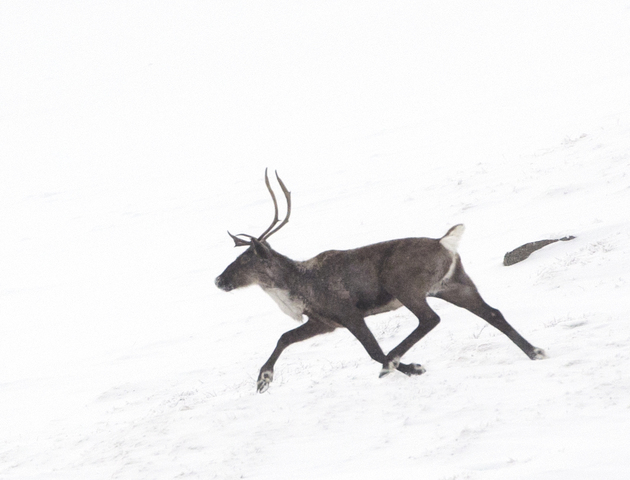 Photo of Rangifer tarandus