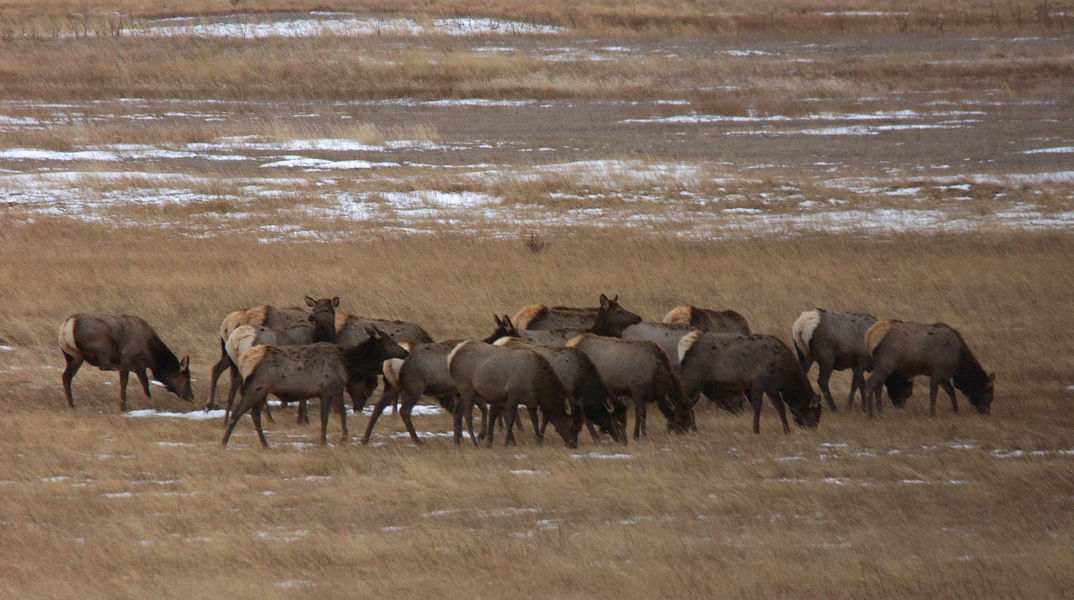 Cervus elaphus