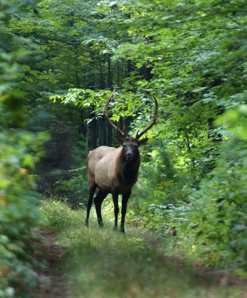 Cervus elaphus