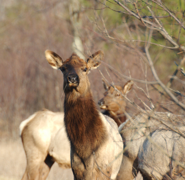 Cervidae