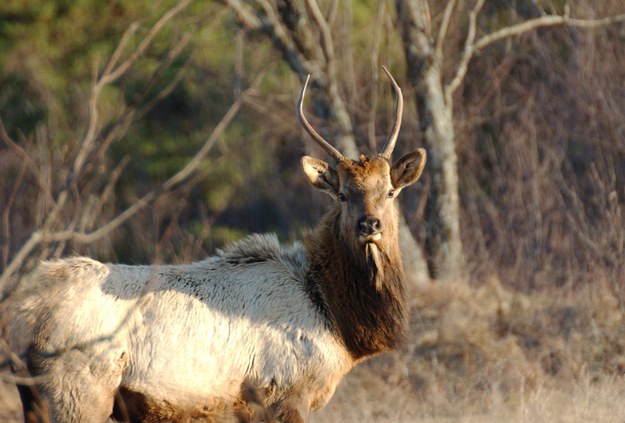 Cervus elaphus