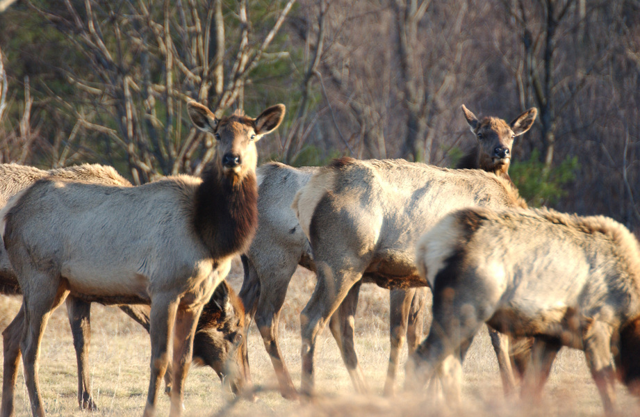 Cervus elaphus