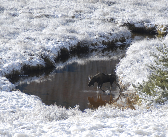 ADW: Cervidae: INFORMATION