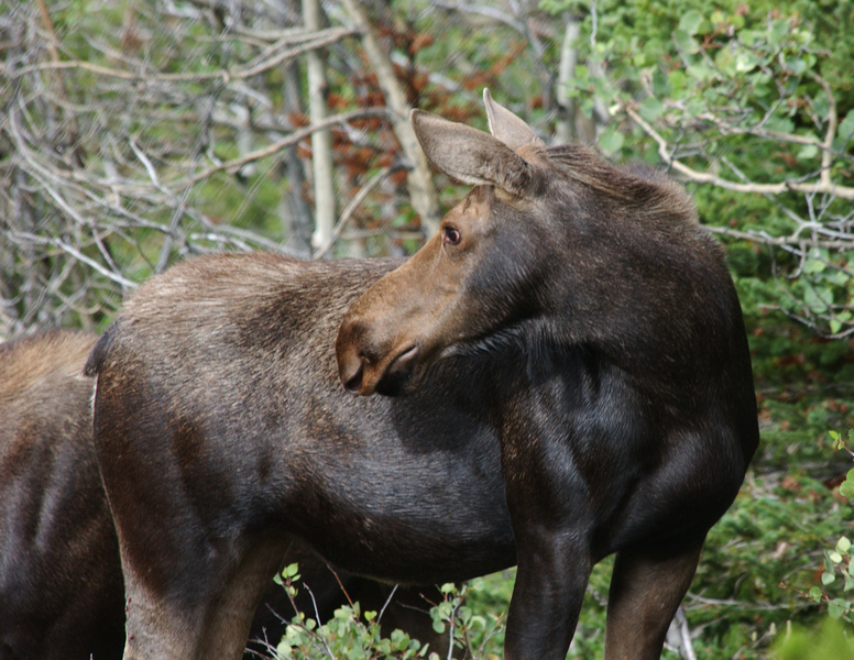 Artiodactyla