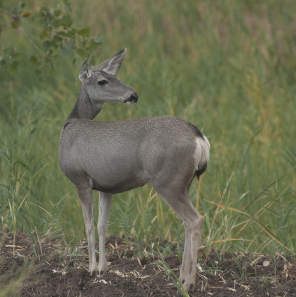 Cetartiodactyla