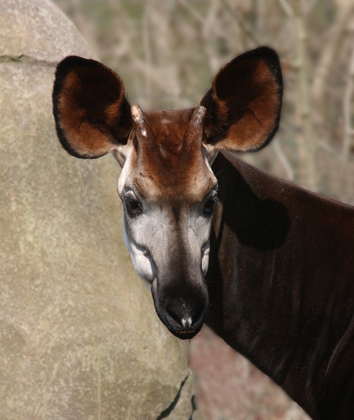 okapi_head3860