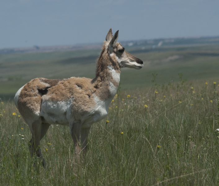 pronghorn7831