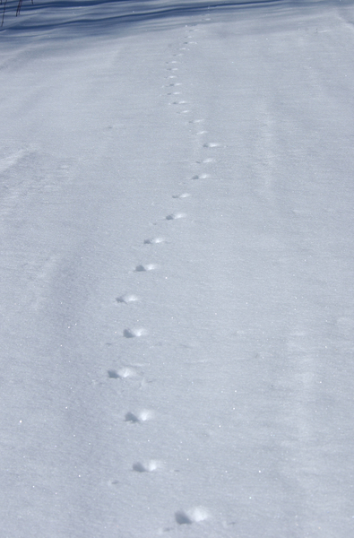 Canis latrans