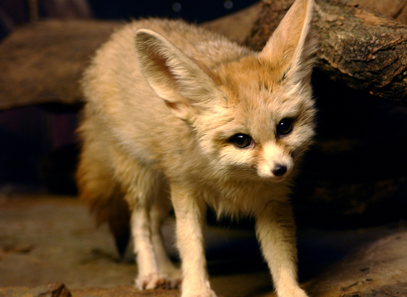 Vulpes