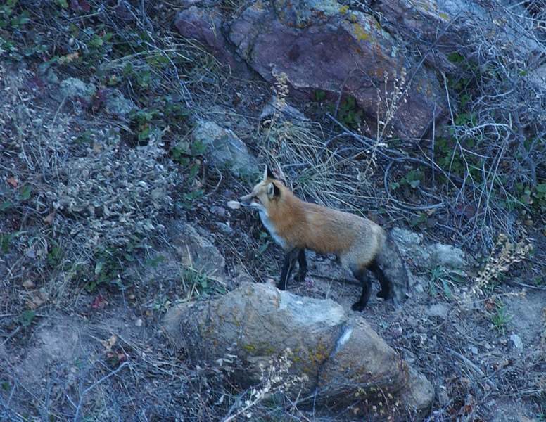 ADW: Vulpes vulpes: PICTURES