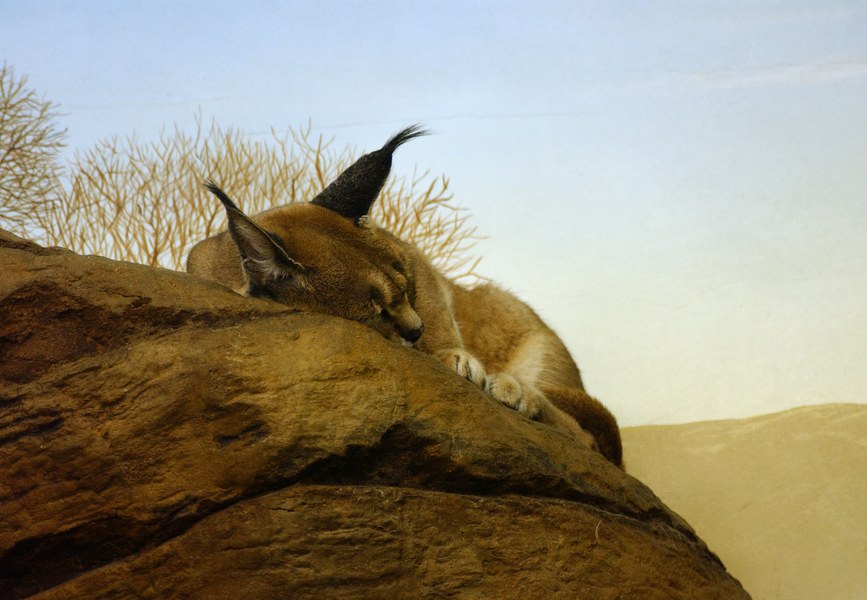 Caracal caracal