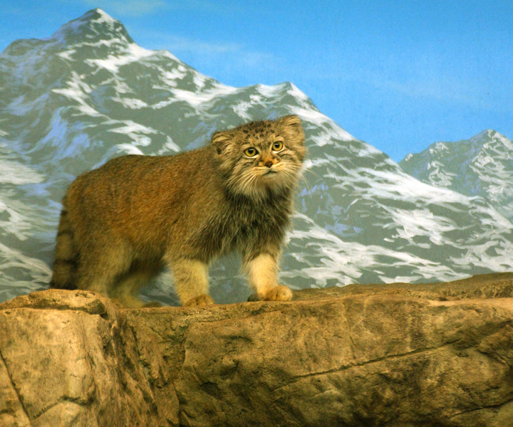 pallas_cat3896