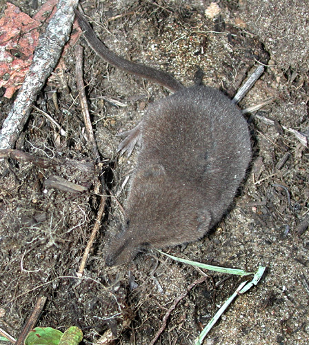 Sorex arcticus