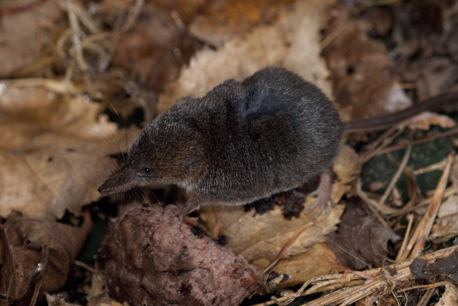 shrew4347