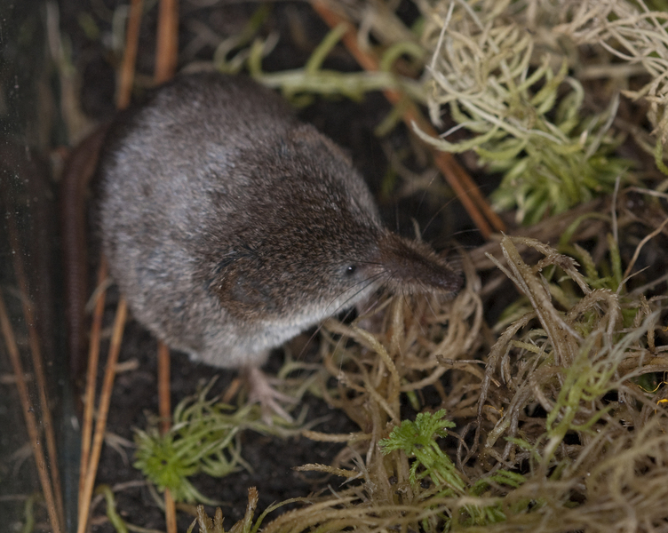 Sorex arcticus