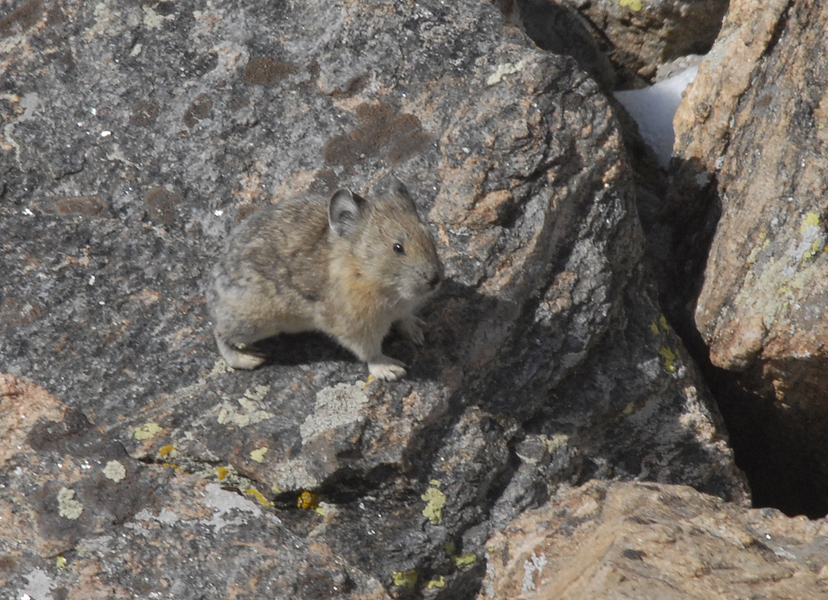 Lagomorpha