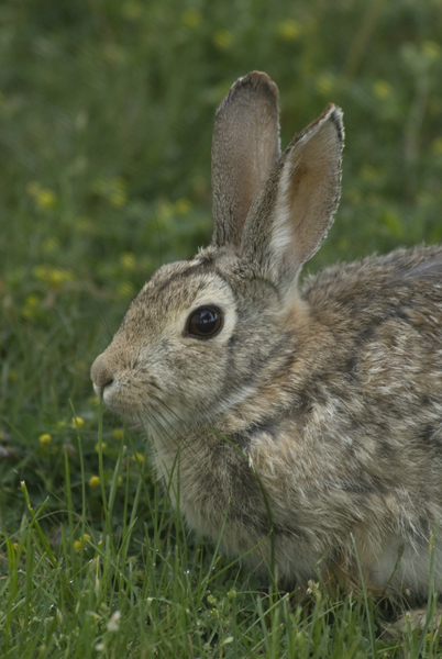 Lagomorpha