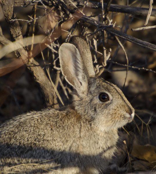 Sylvilagus audubonii