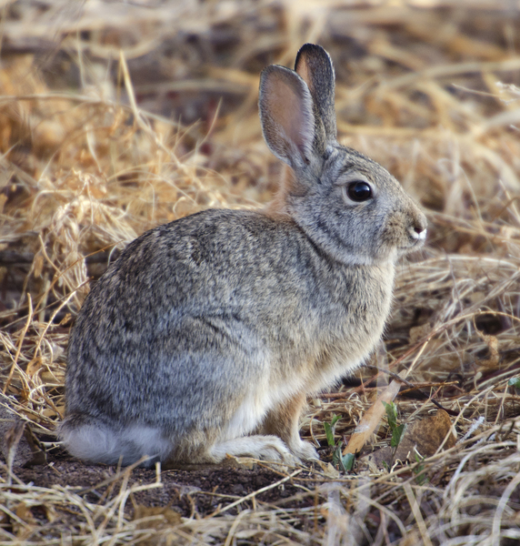 Leporidae