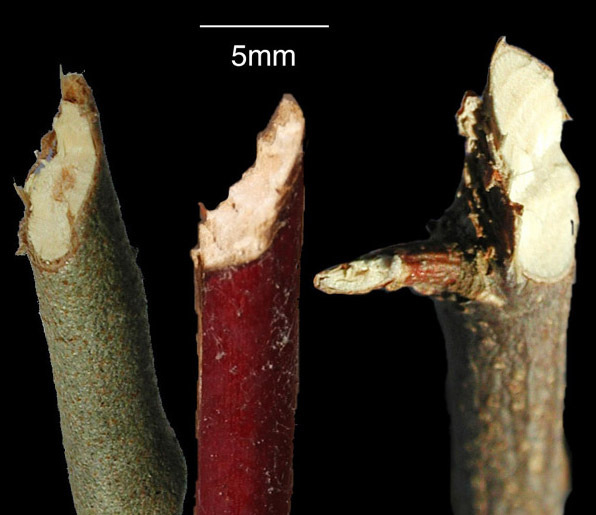 Eumetazoa