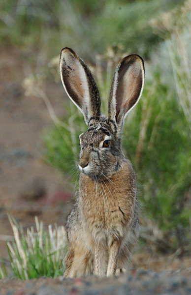 Lepus californicus