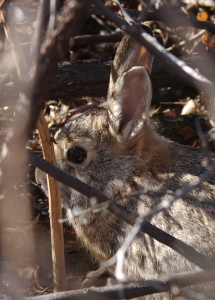 Sylvilagus audubonii