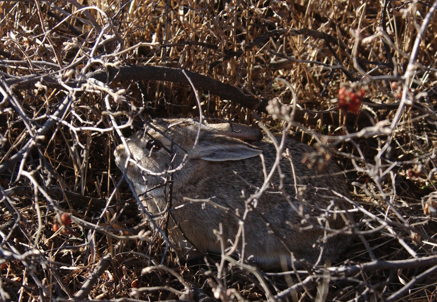 Lagomorpha