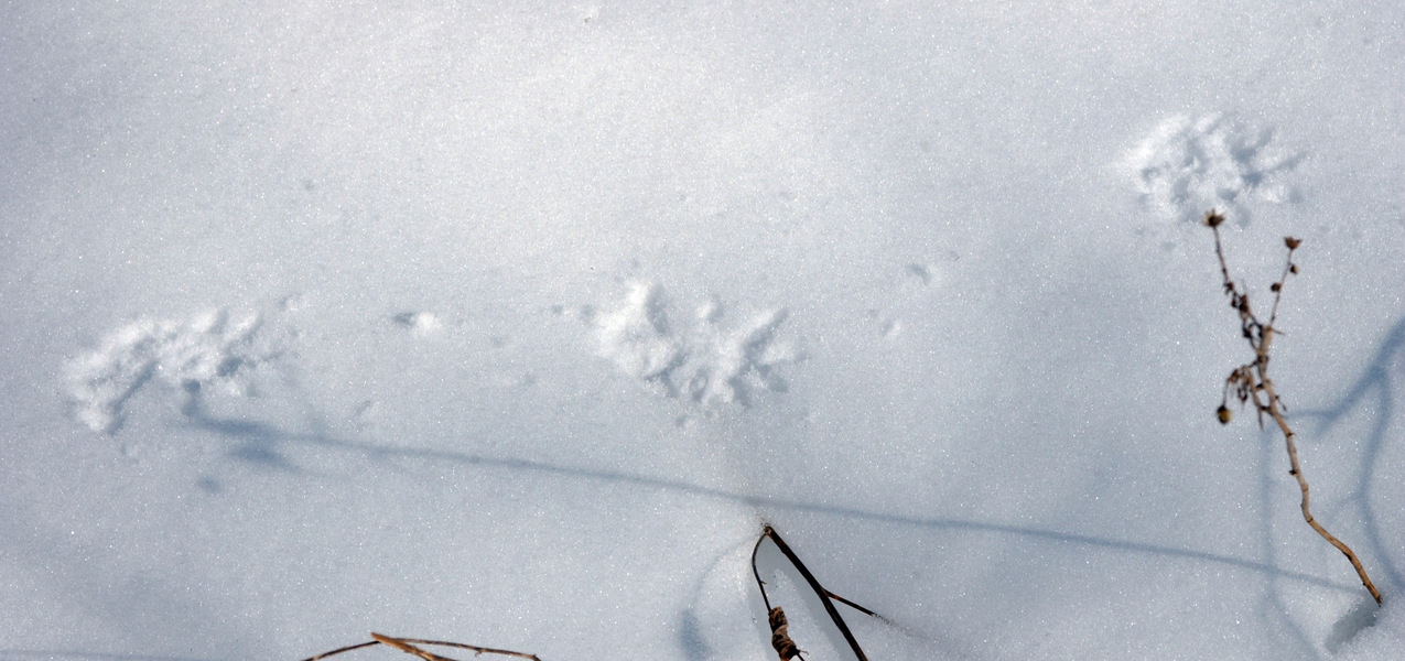 didelphis_tracks3694