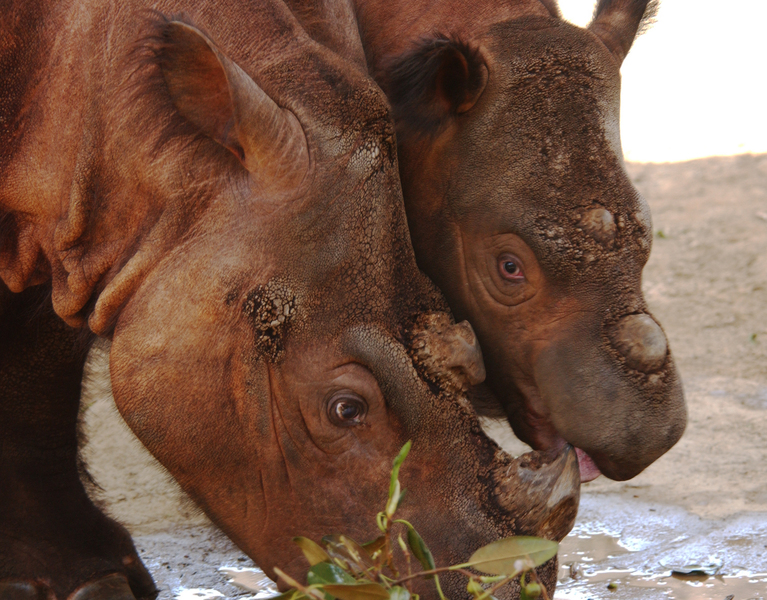 Rhinocerotidae