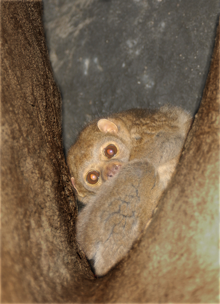 Perodicticus potto