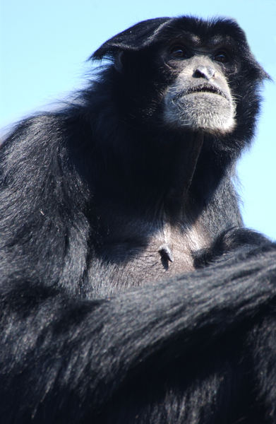 Simiiformes