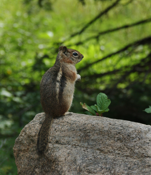 Spermophilus lateralis